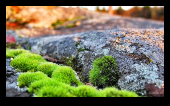 Serenade of Nature: Beautiful Landscapes Singing with Tranquility