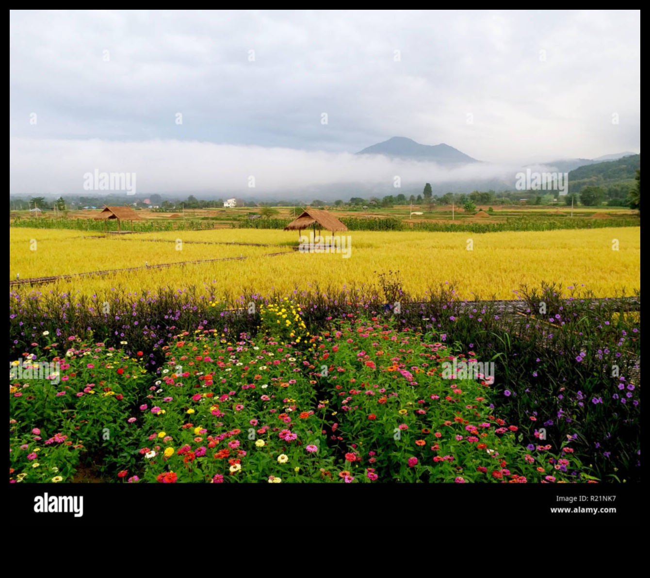 Rural Rhapsody III: Capturing the Essence of Countryside Serenity Again