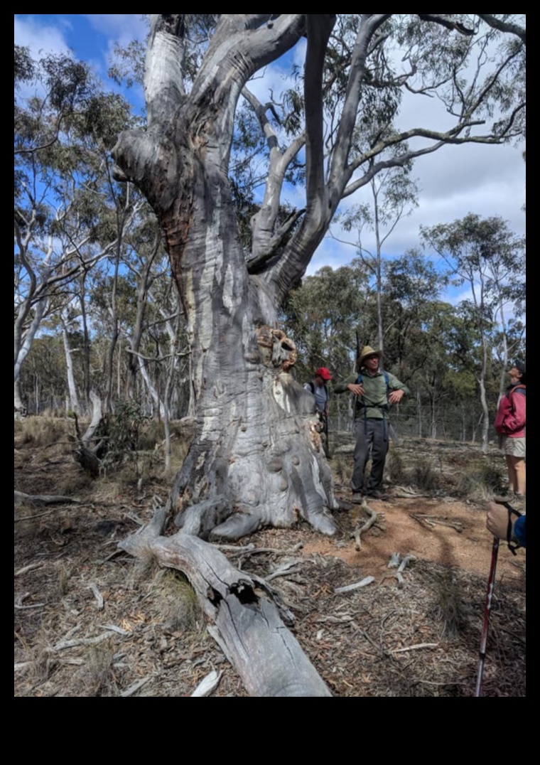 How do different tree species contribute to the biodiversity of landscapes?