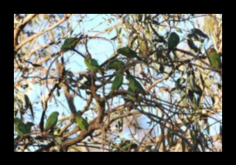 How do different tree species contribute to the biodiversity of landscapes?