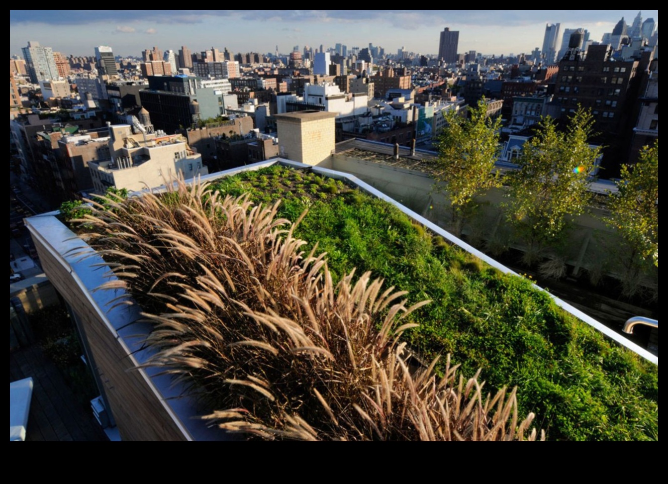 Urban Jungle Chronicles: Greening the Cityscape