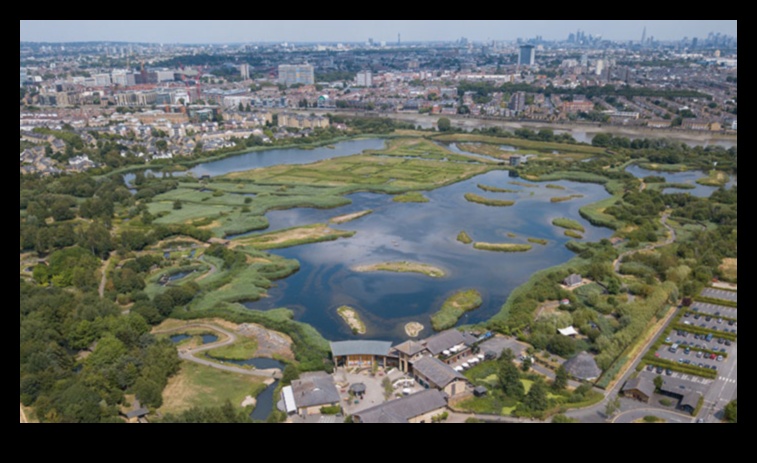 What role do urban wetlands play in enhancing city landscapes?