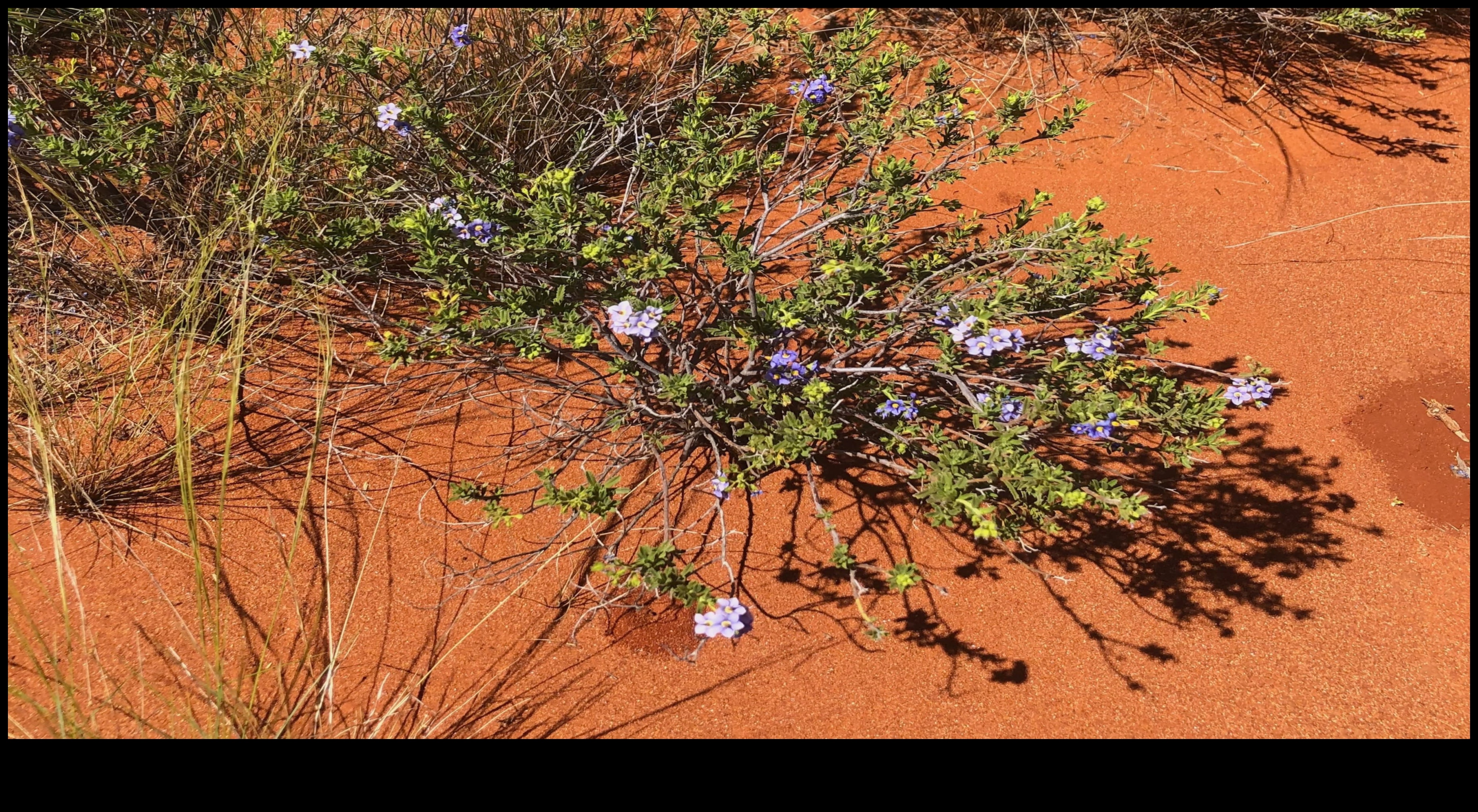 Utopian Gardens: Idealized Green Spaces in Urban Planning