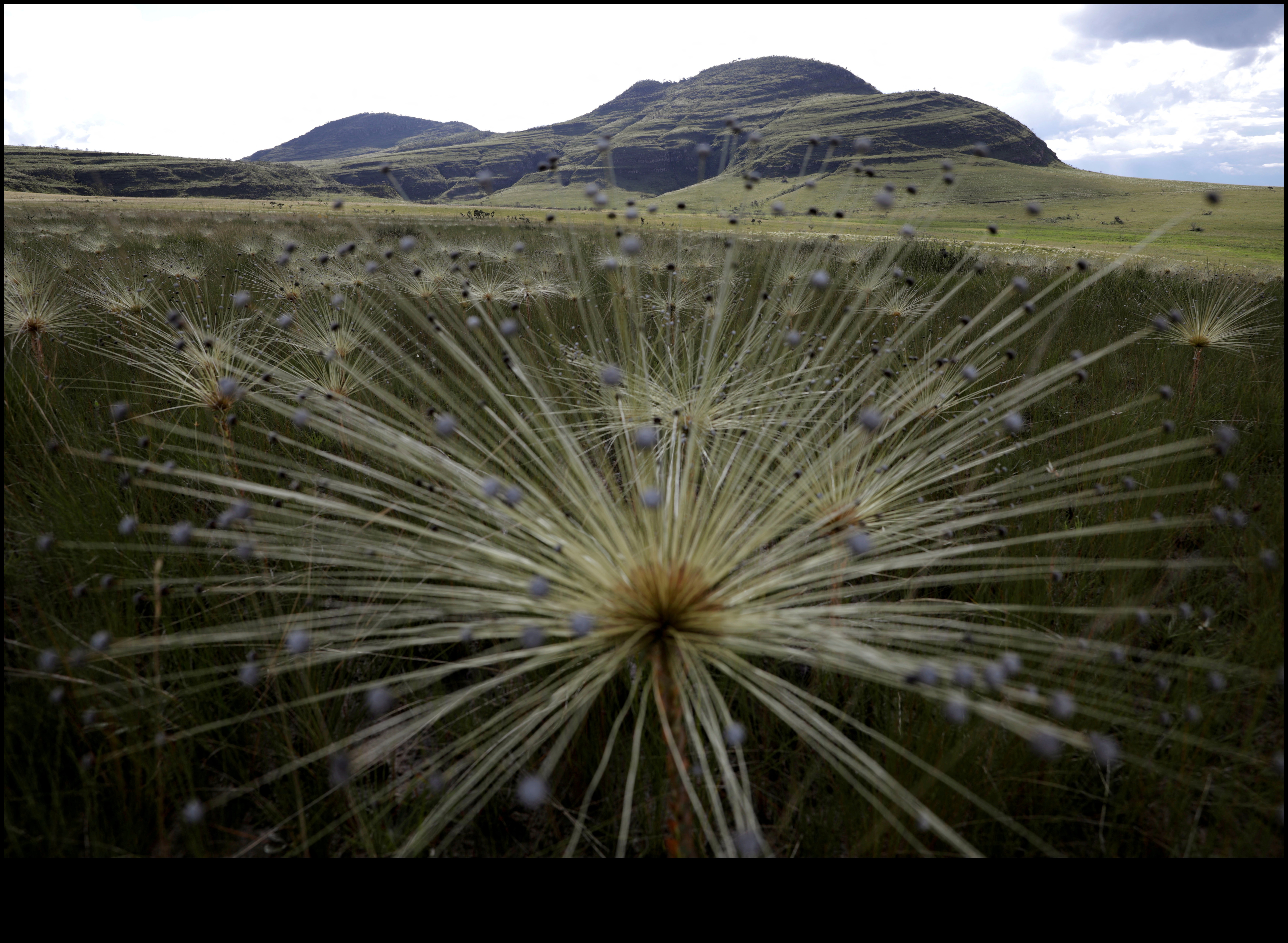 Why are certain landscapes more vulnerable to the loss of native plant species?