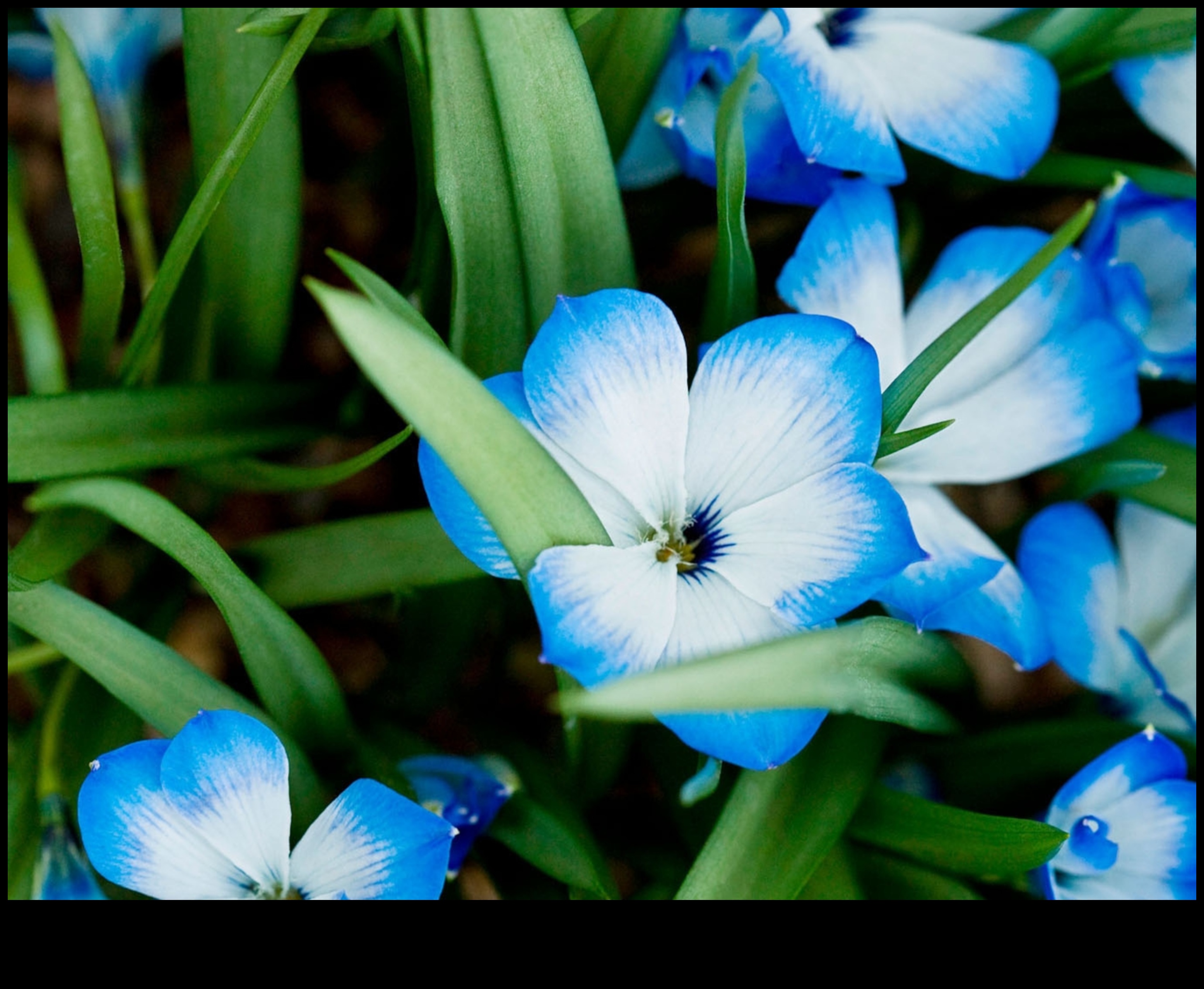 Why are certain landscapes more vulnerable to the loss of native plant species?