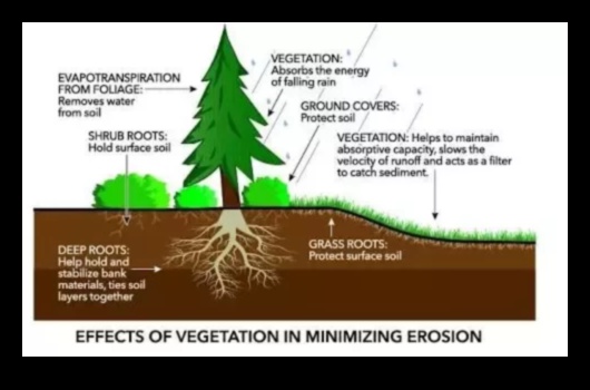 How do different soil types impact the vegetation of landscapes?