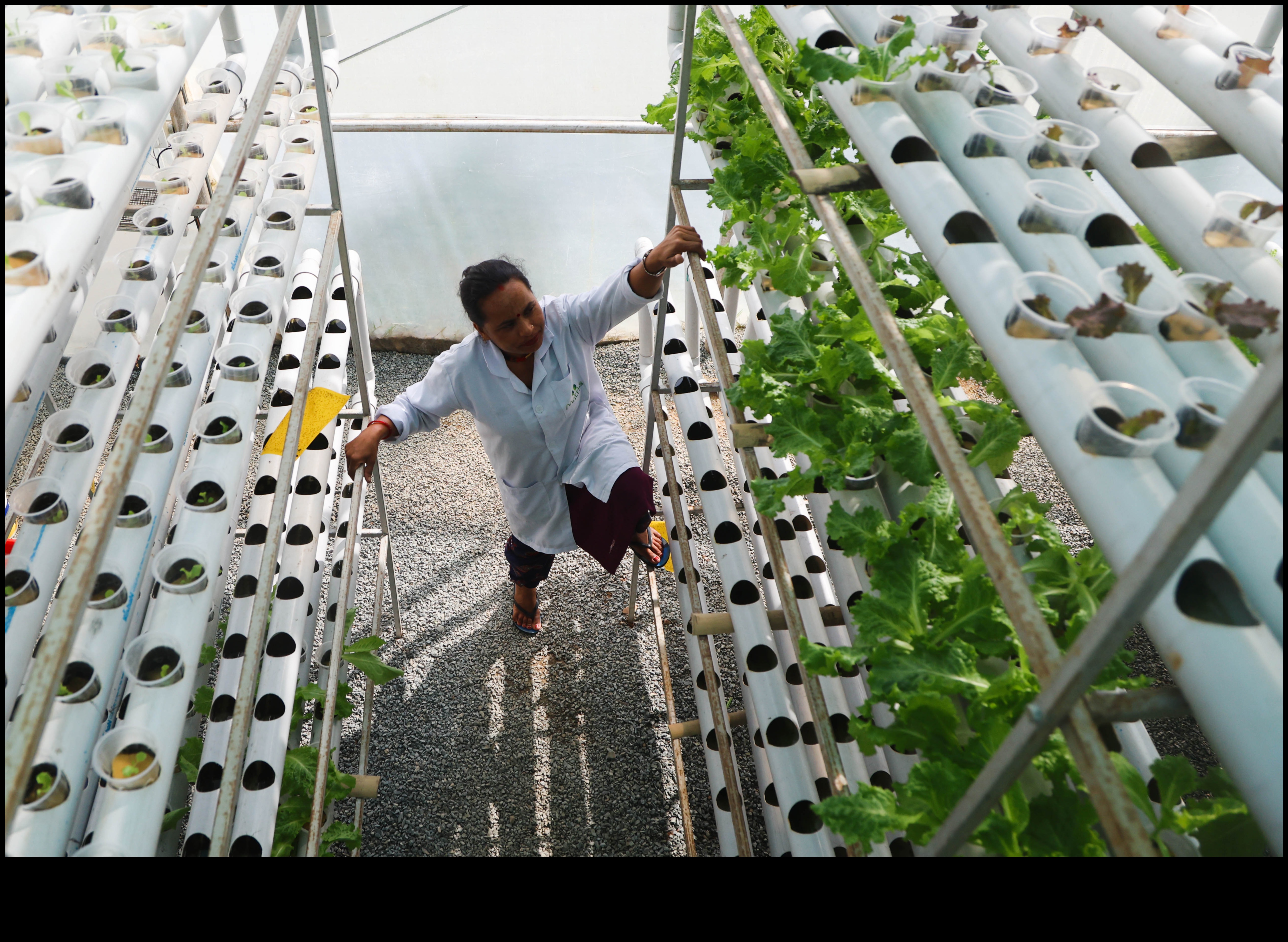 Vertical Ventures: Urban Gardening for Limited Spaces