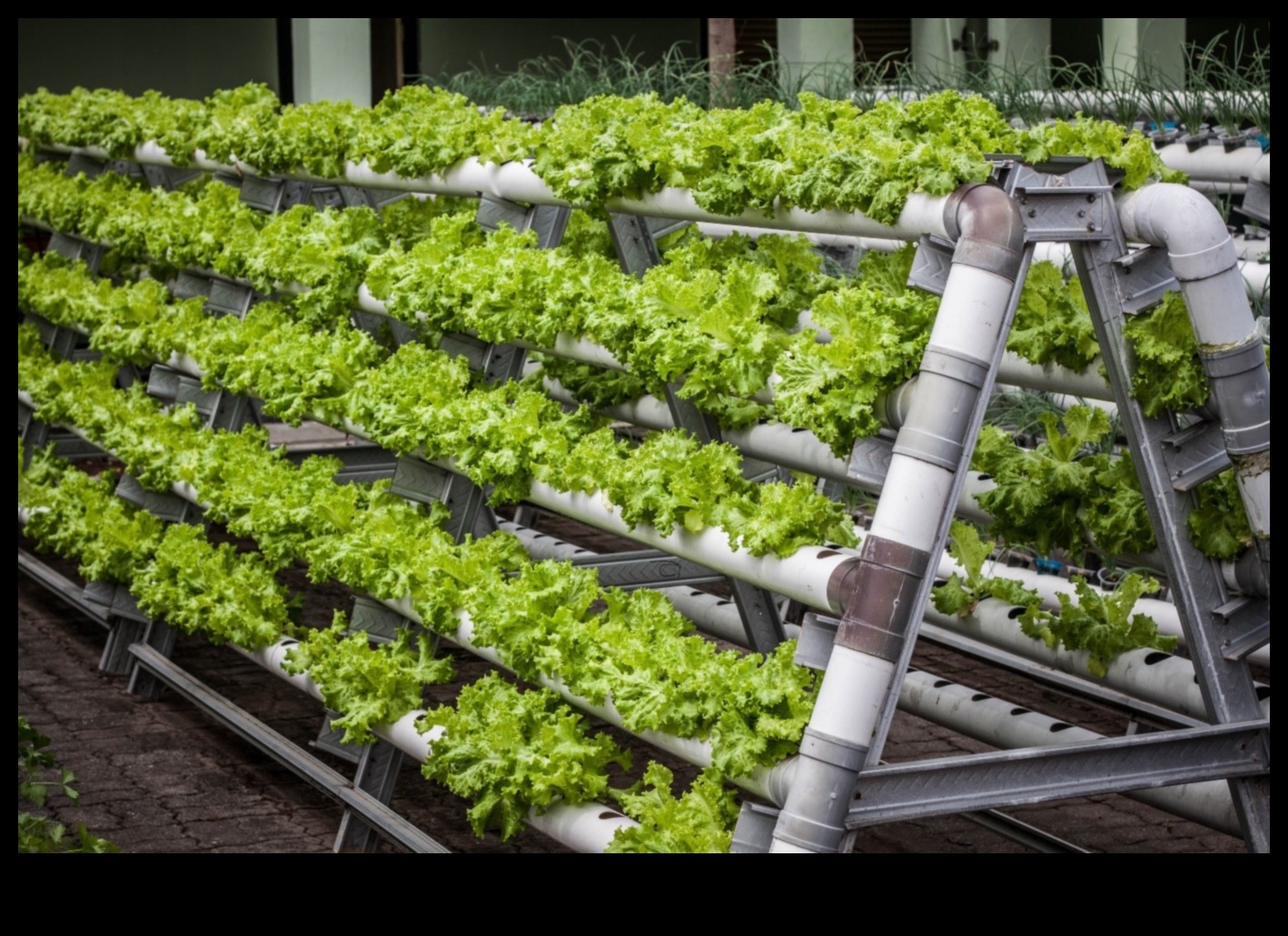 Vertical Ventures: Urban Gardening for Limited Spaces