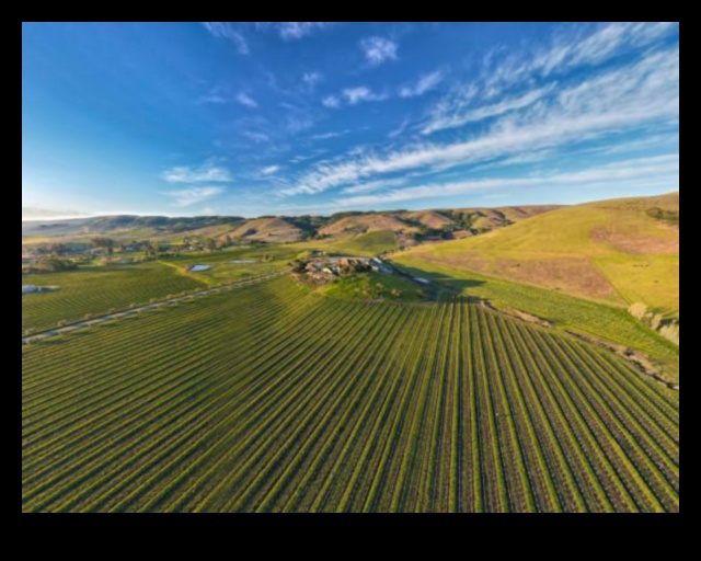 Vineyard Vistas III: Exploring the Artistry of Vineyards Worldwide Once More