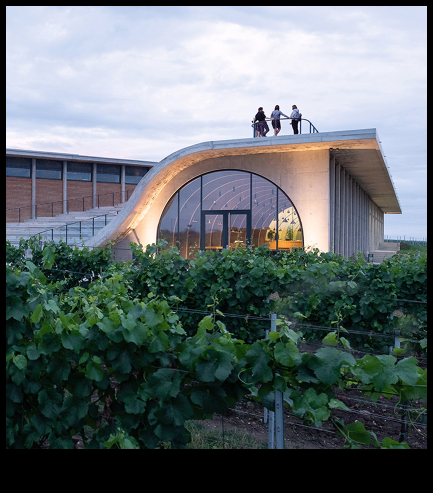 Vineyard Vistas II: Exploring the Artistry of Vineyards Worldwide