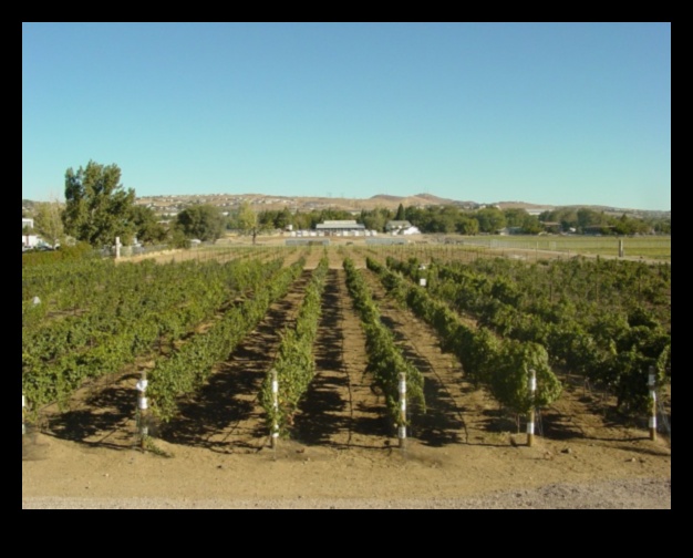 Vineyards and Orchards A Natural Partnership 1
