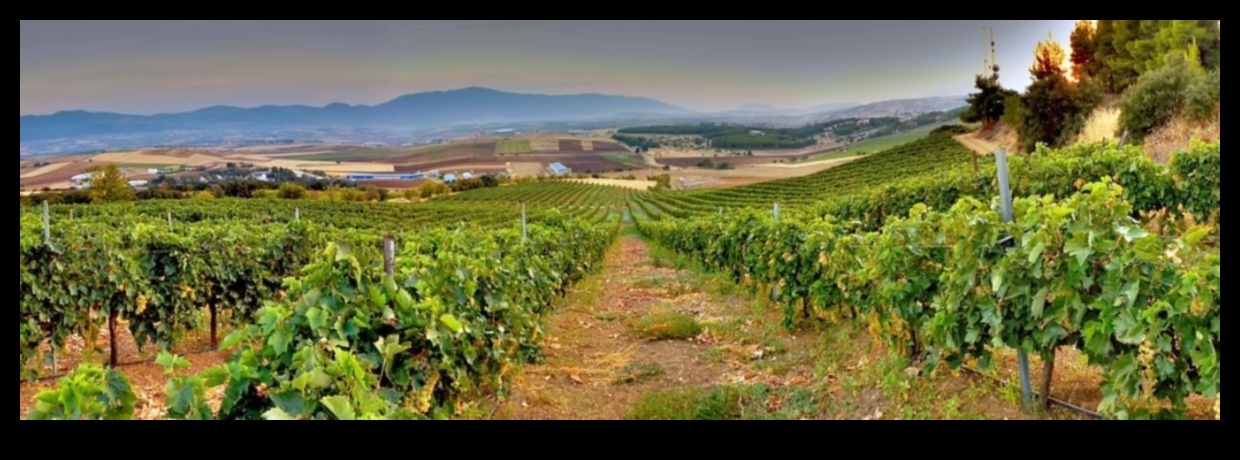 Vineyards and Orchards: Where Agriculture Meets Art