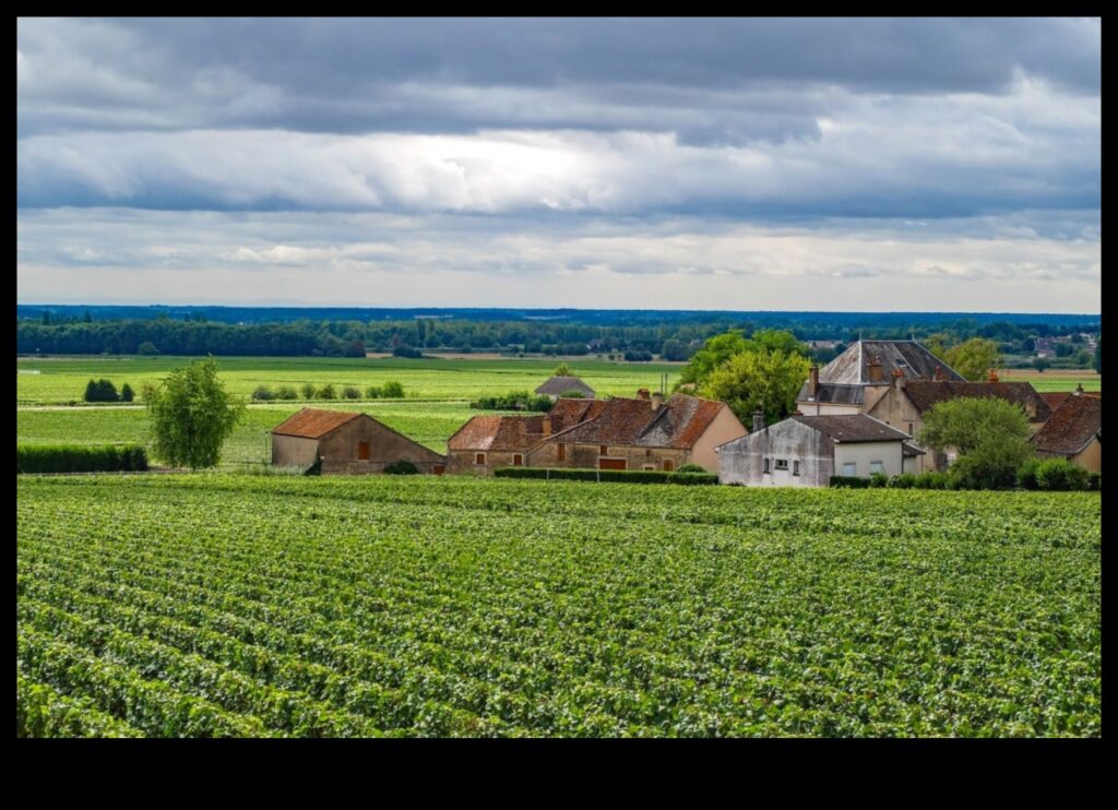 Vintage Delights A Harvest Tour of Vineyards and Orchards 1