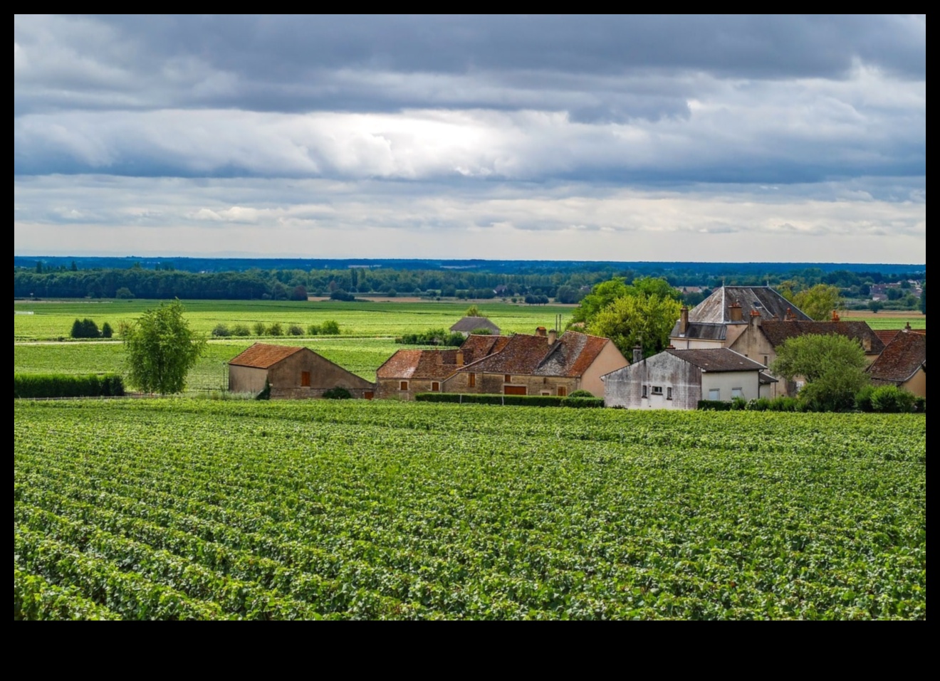 Harvest Delights: Vineyards and Orchards Explored