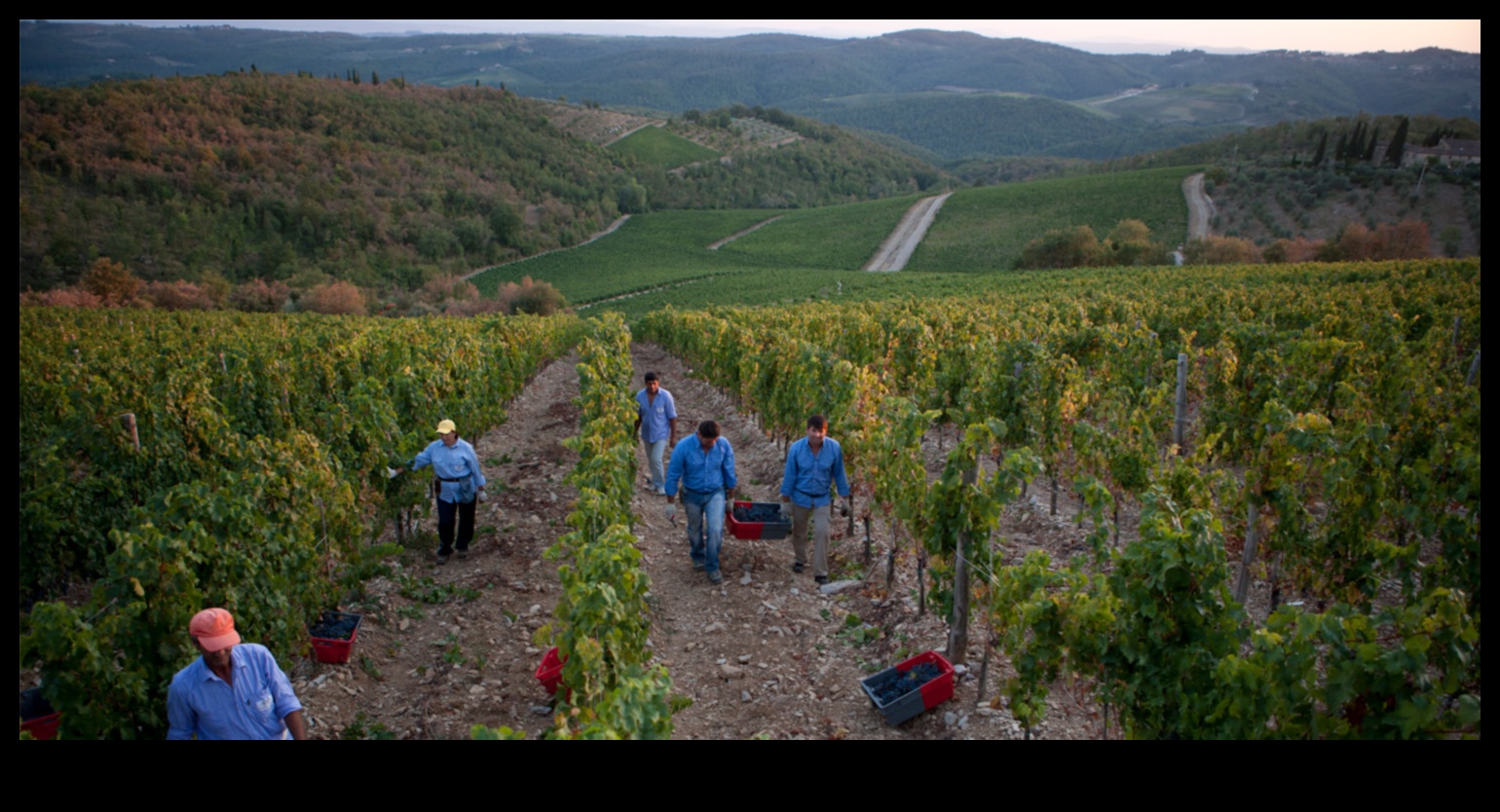 Harvest Delights: Vineyards and Orchards Explored