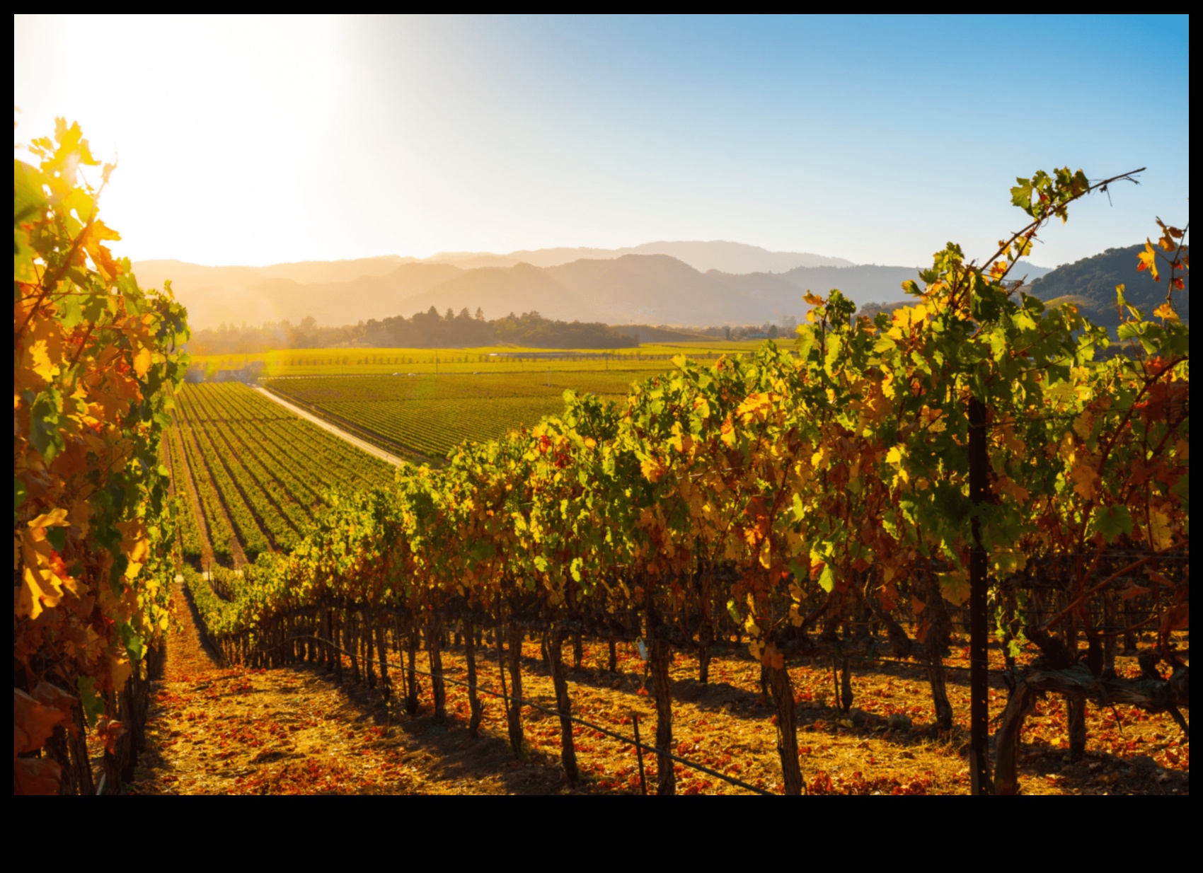 Harvest Delights: Vineyards and Orchards Explored