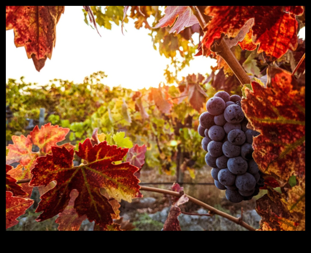 Harvest Delights: Vineyards and Orchards Explored
