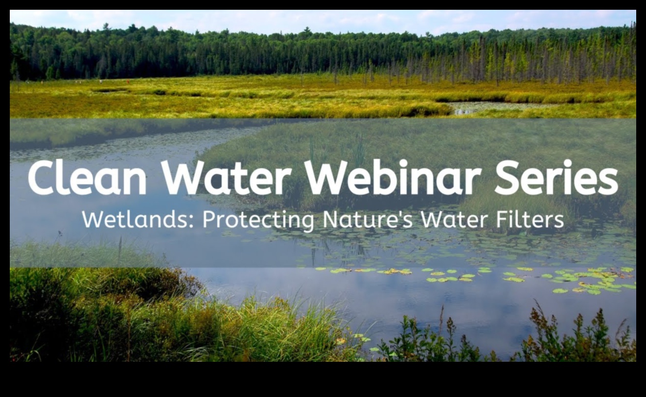 Why are wetland landscapes important for water filtration and purification?