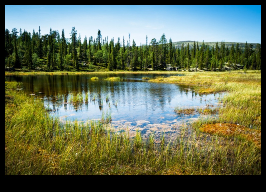 Symphony of Rain: Wetland Landscapes and Aquatic Life