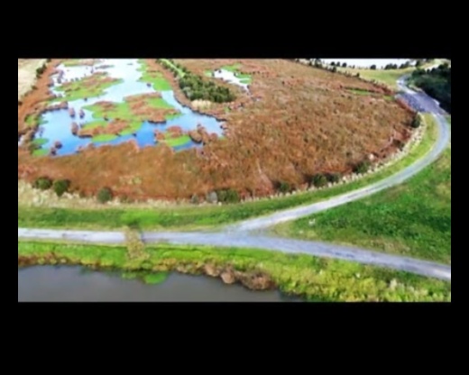 Symphony of Rain: Wetland Landscapes and Aquatic Life