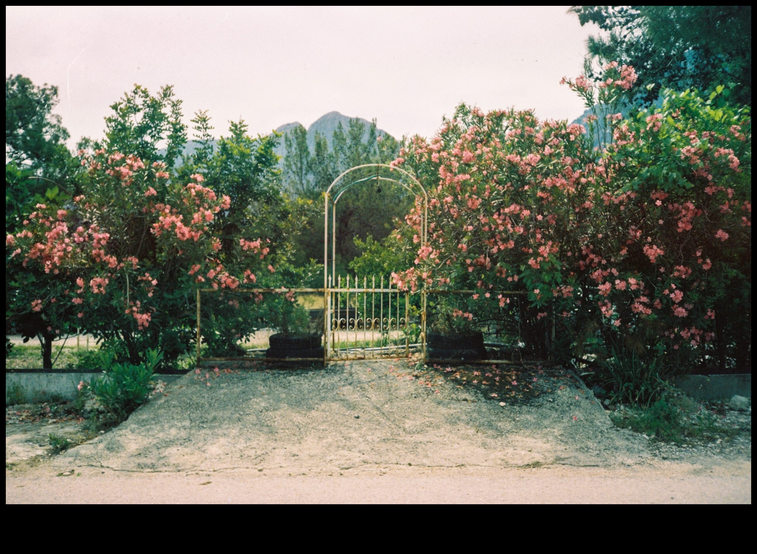 Charming Outdoor Spaces with Enchanting Botanical Designs