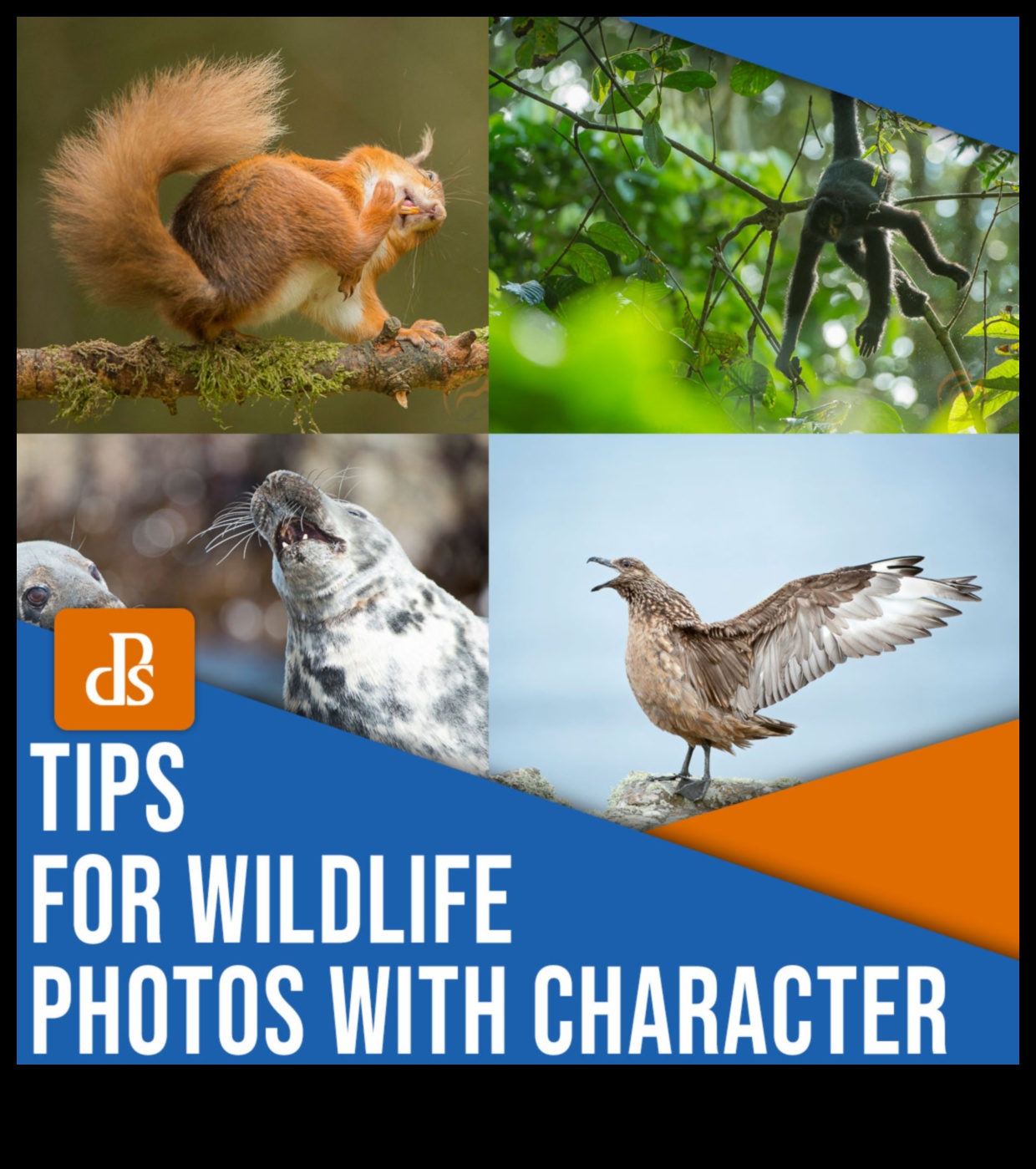 Whimsical Wildlife: Capturing Playful Animal Personalities