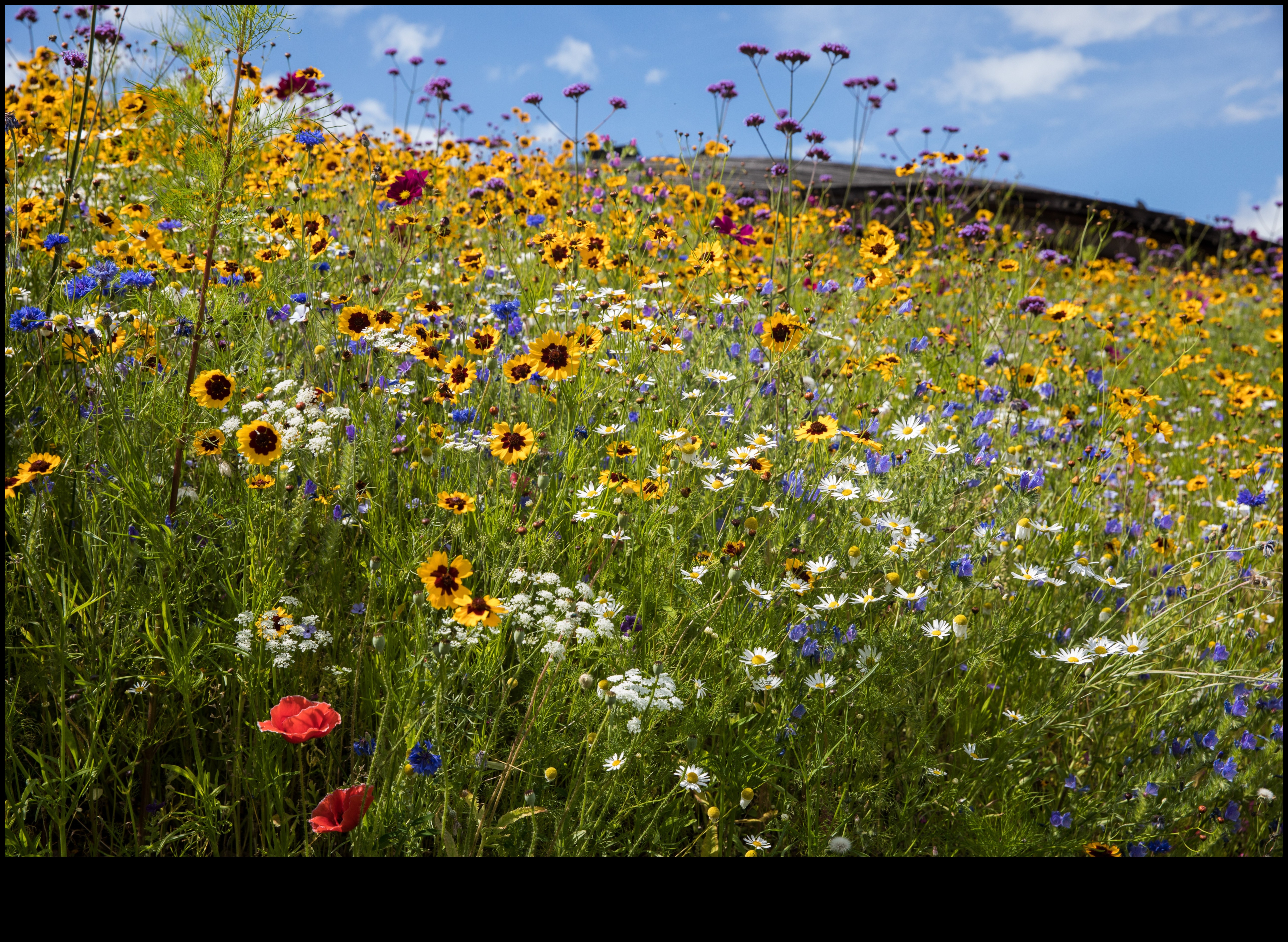 Wildflower Meadows: Blossoms in Open Fields
