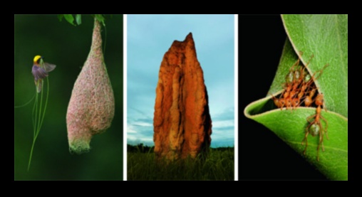 What is the significance of wildlife in natural landscapes?