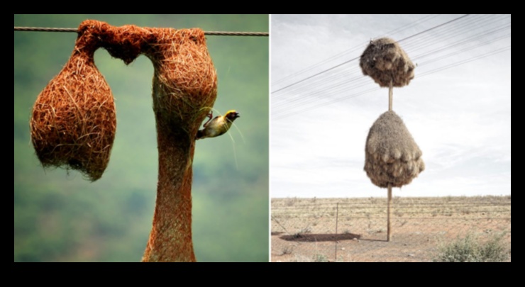 What is the significance of wildlife in natural landscapes?