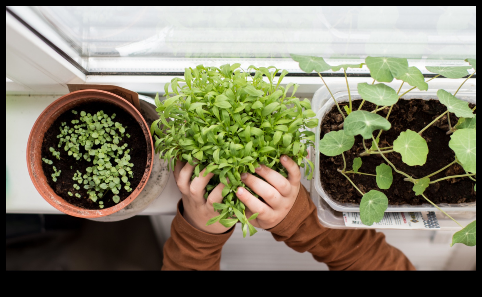 Windowsill Wonders: Cultivating Indoor Gardening Marvels
