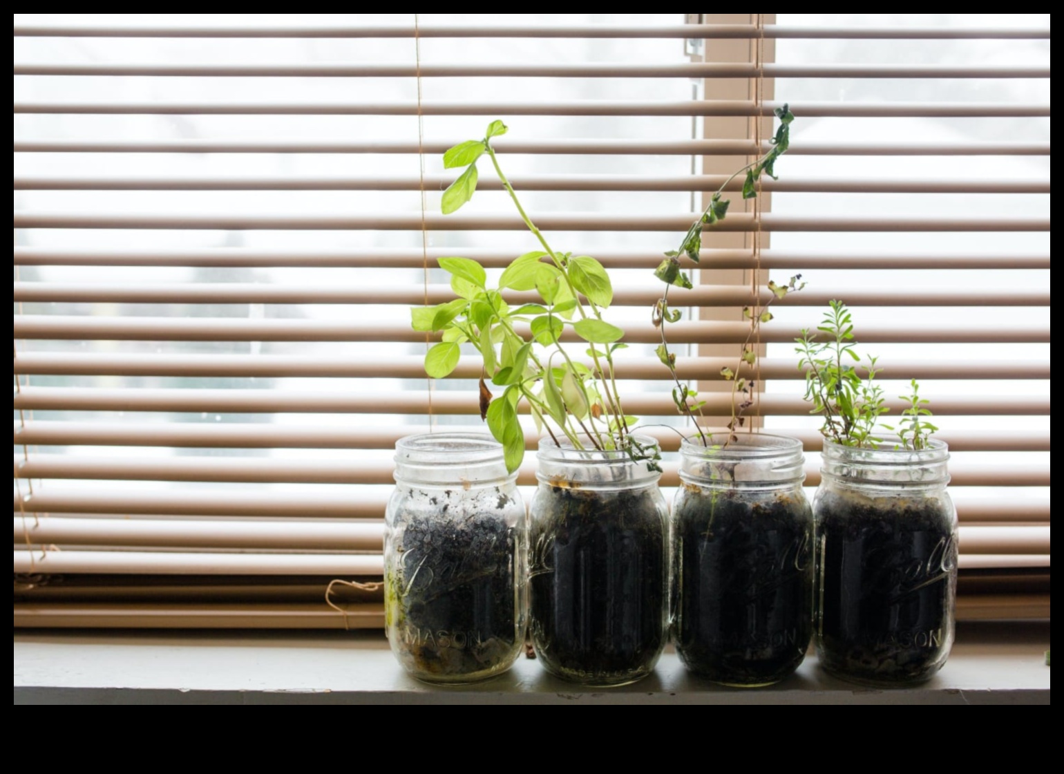 Windowsill Wonders: Cultivating Indoor Gardening Marvels