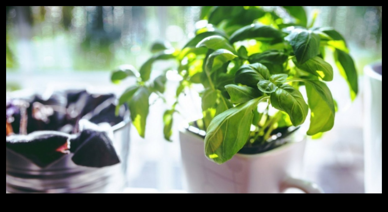 Windowsill Wonders: Cultivating Indoor Gardening Marvels