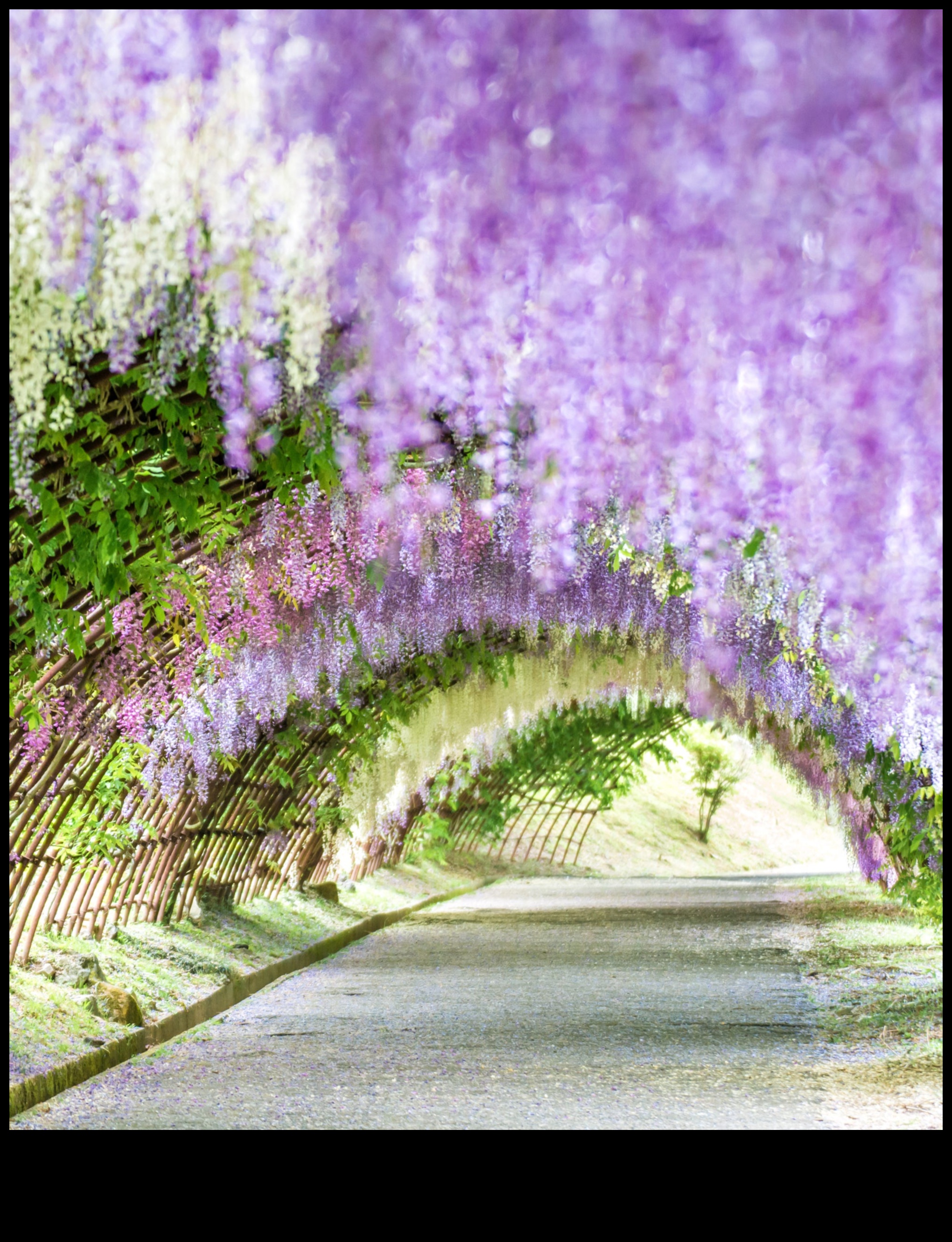 Wisteria Dreams: Japanese Gardens in Full Bloom