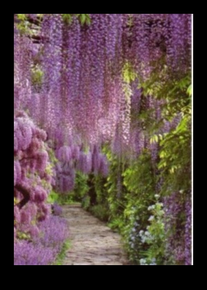 Wisteria Dreams: Japanese Gardens in Full Bloom